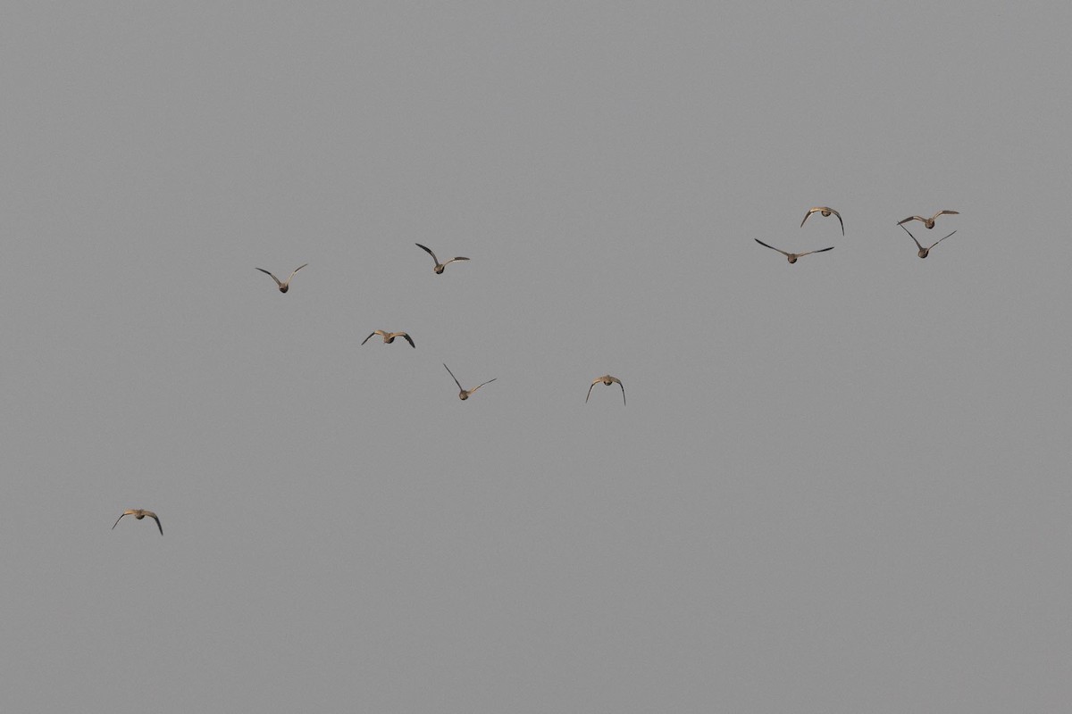 stepokur hnědobřichý - ML646929496