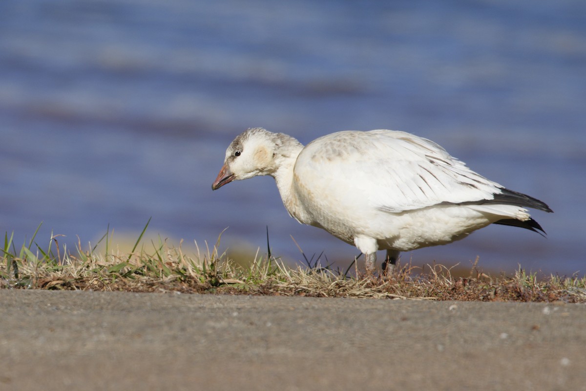 ハクガン／ヒメハクガン - ML646929498