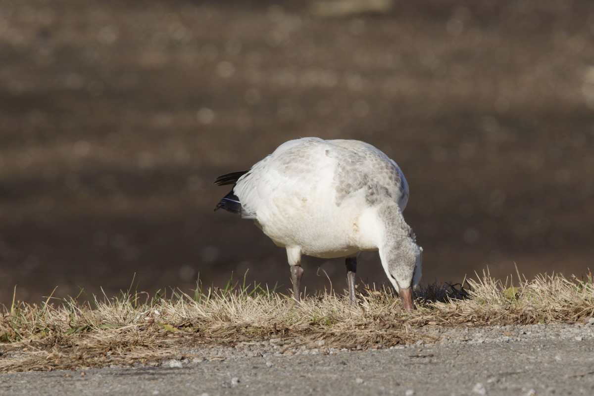 ハクガン／ヒメハクガン - ML646929499