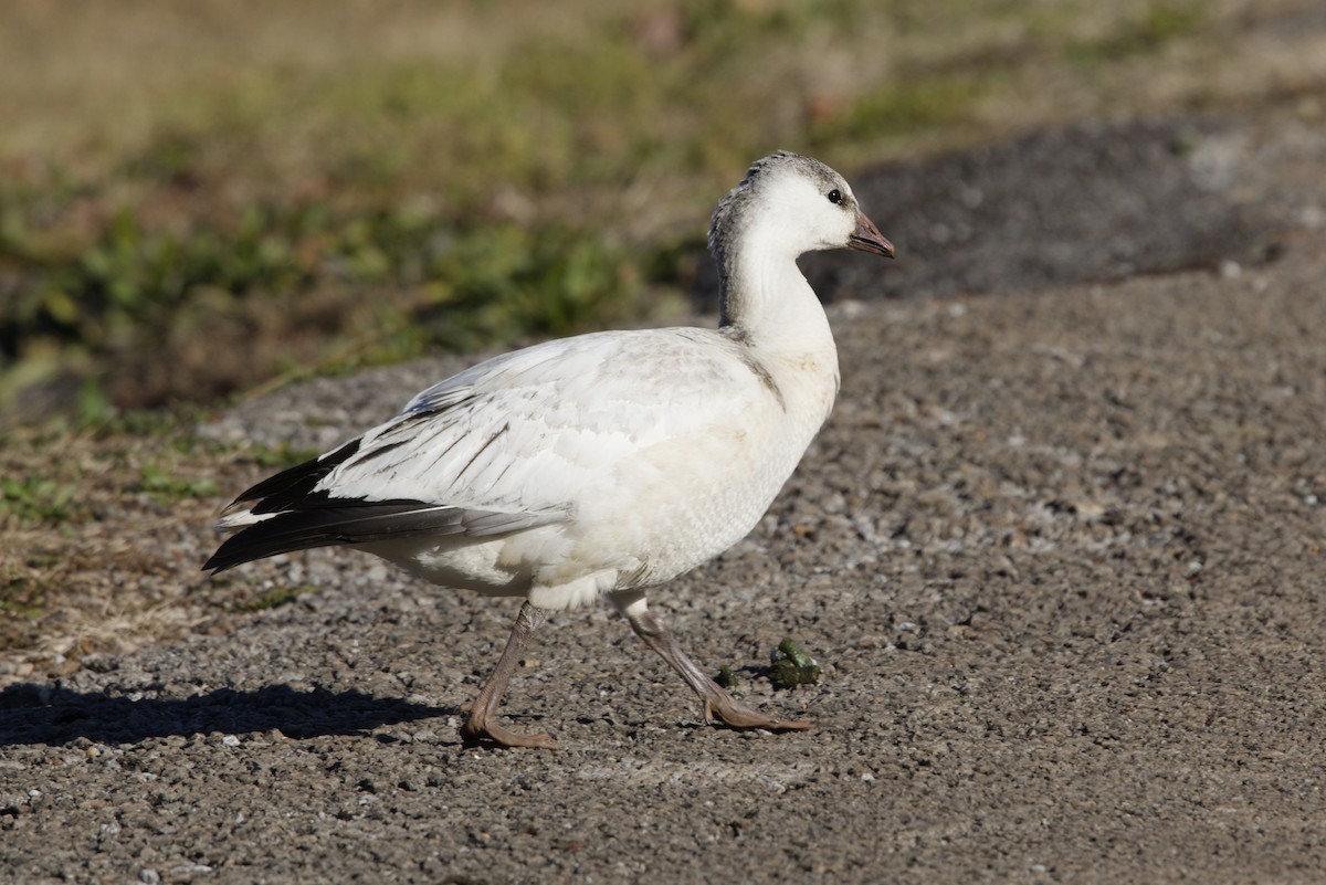 ハクガン／ヒメハクガン - ML646929500