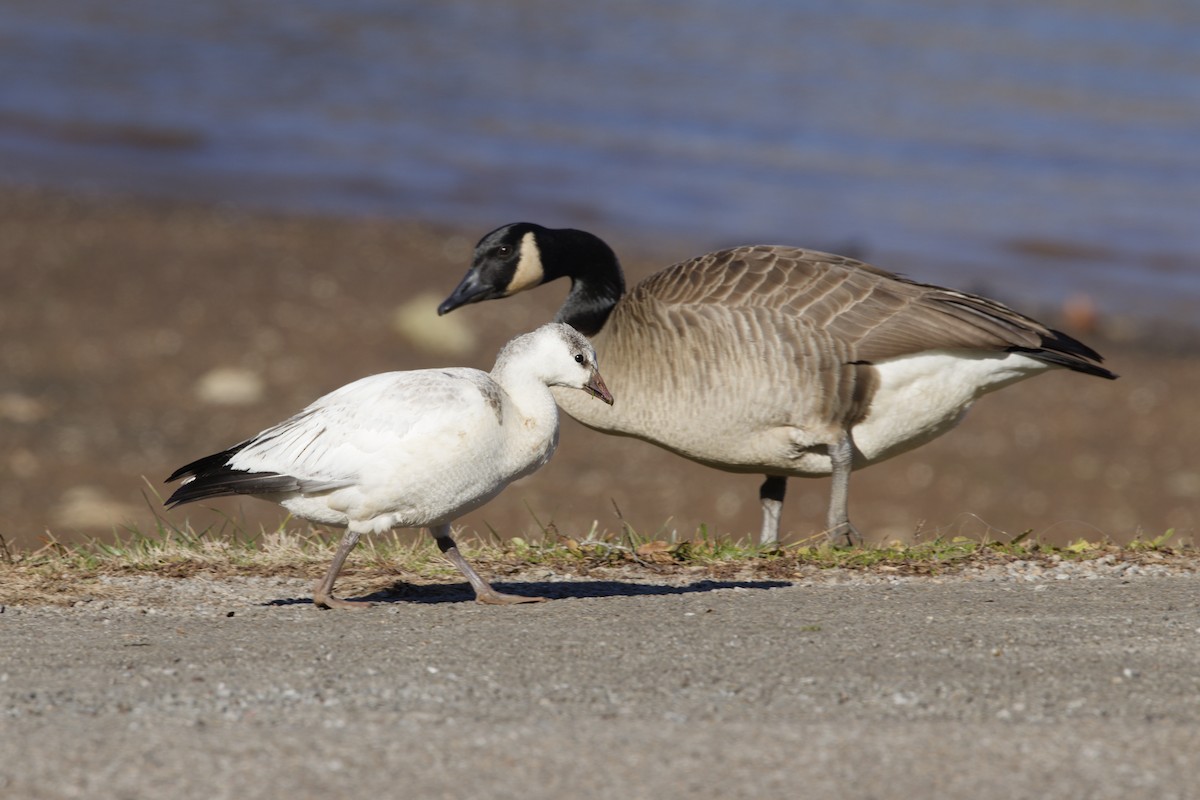 ハクガン／ヒメハクガン - ML646929502