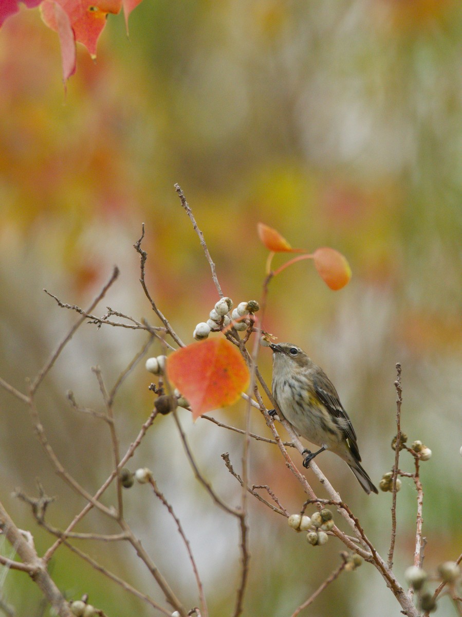 סבכון הכתר - ML646929506