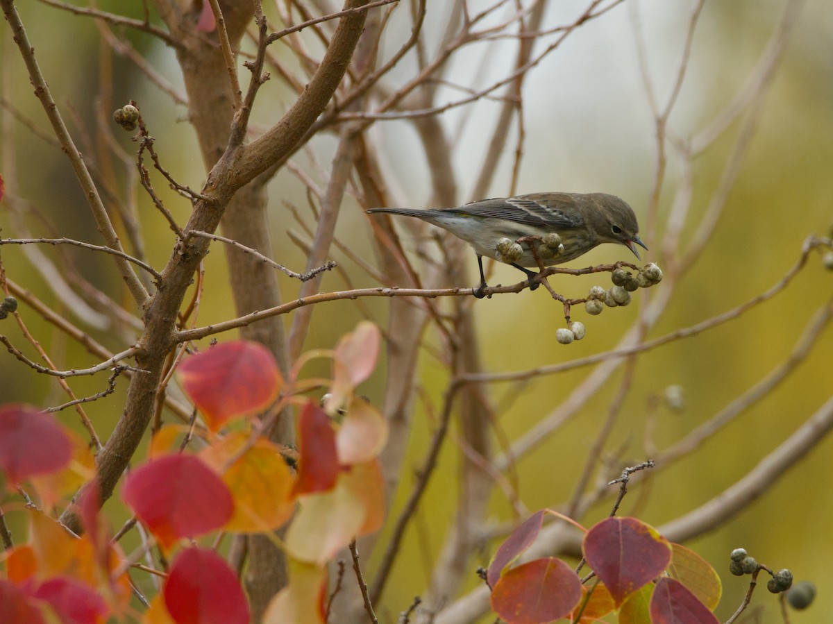 סבכון הכתר - ML646929507