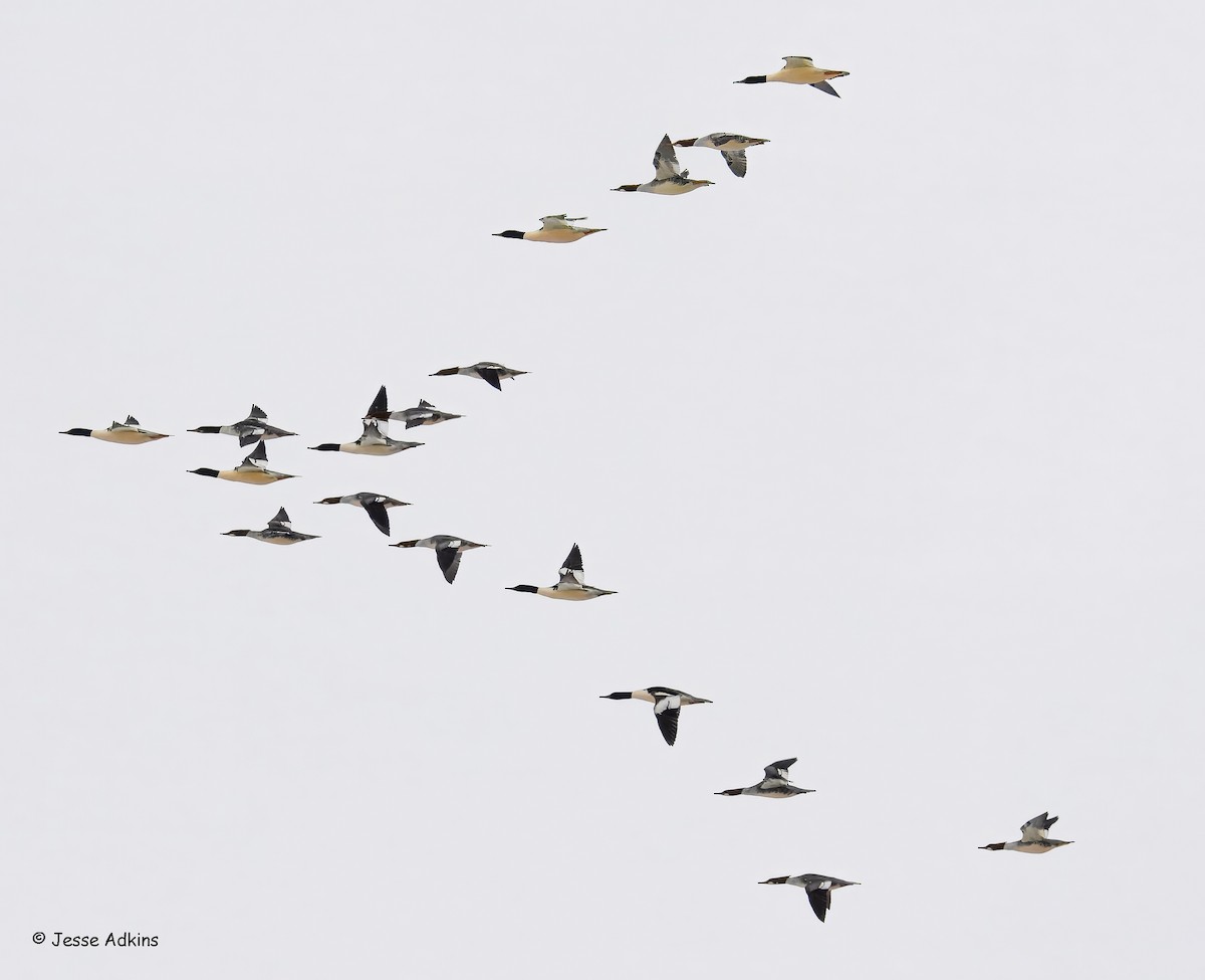 מרגון גדול - ML646929511