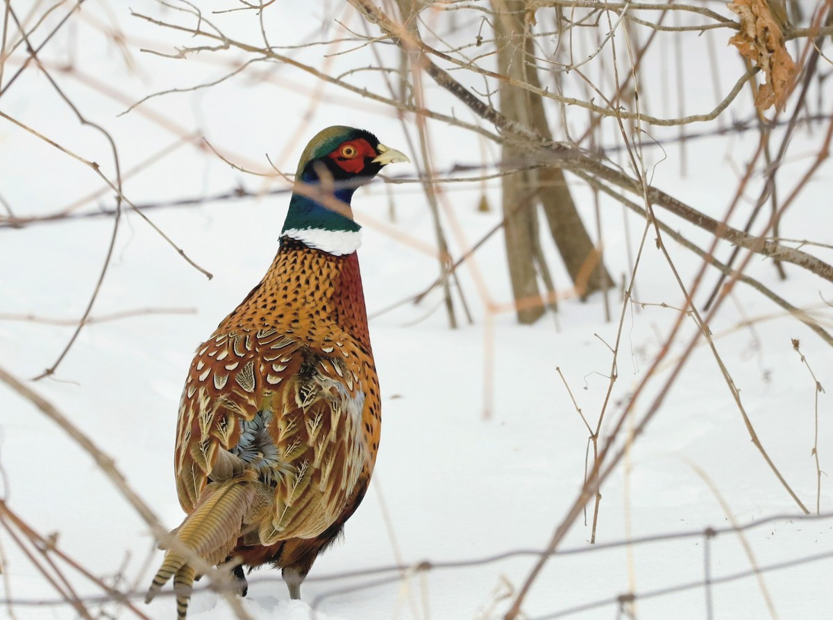 Ring-necked Pheasant - ML646929512