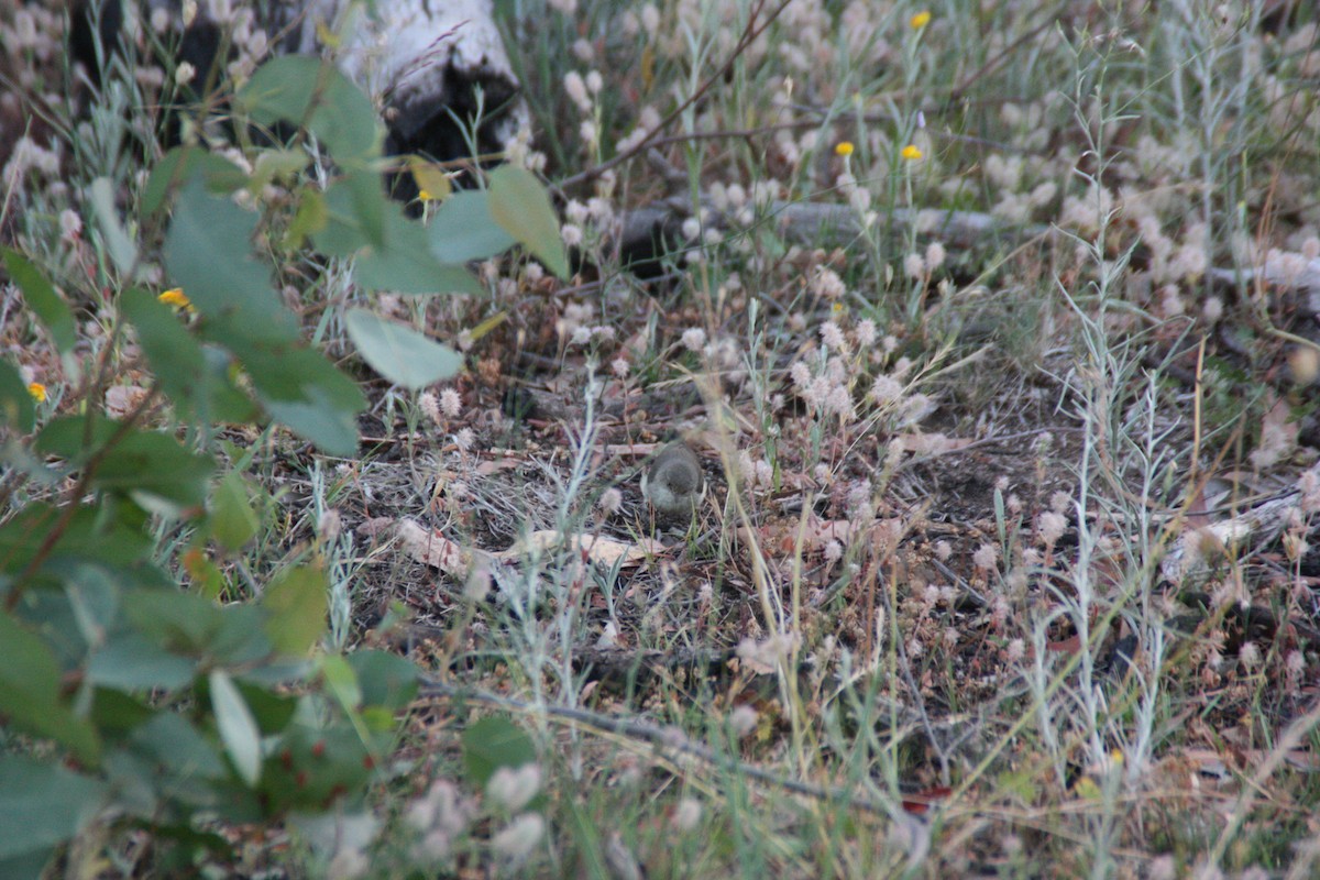 Buff-rumped Thornbill - ML646929513