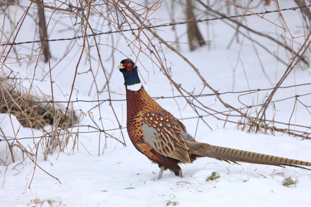 Ring-necked Pheasant - ML646929514