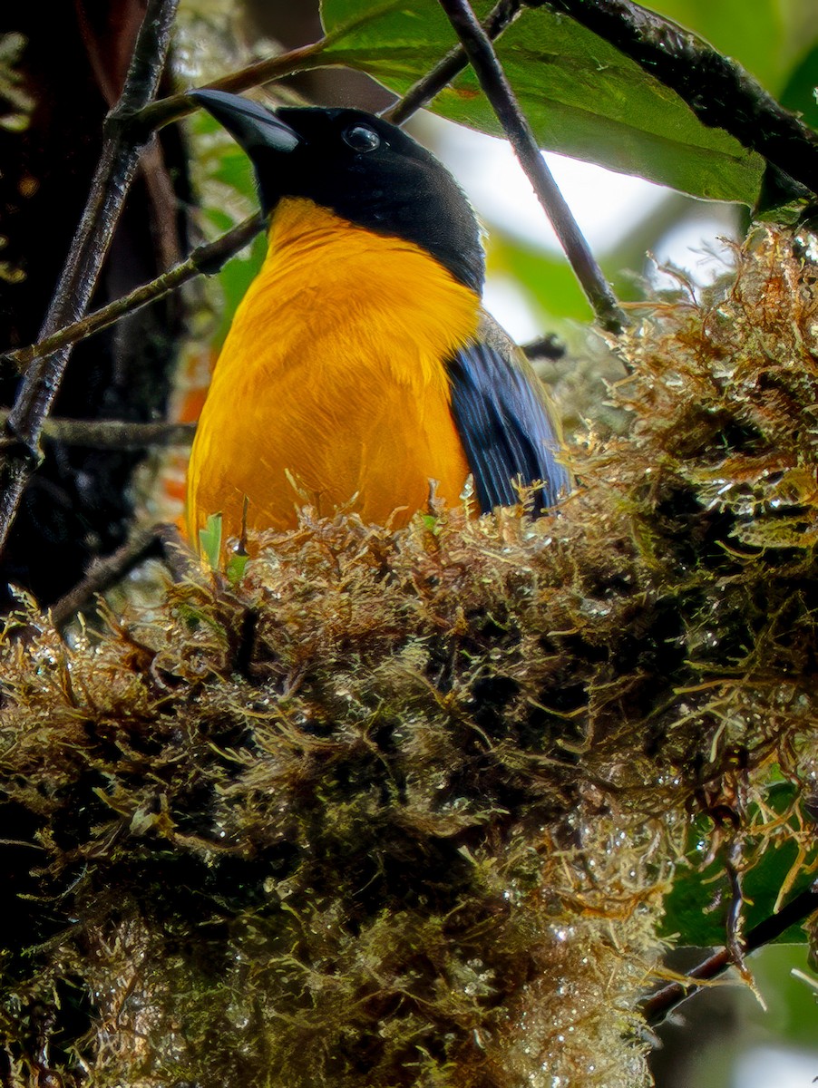 Kara Gıdılı Dağ Tangarası - ML646929515