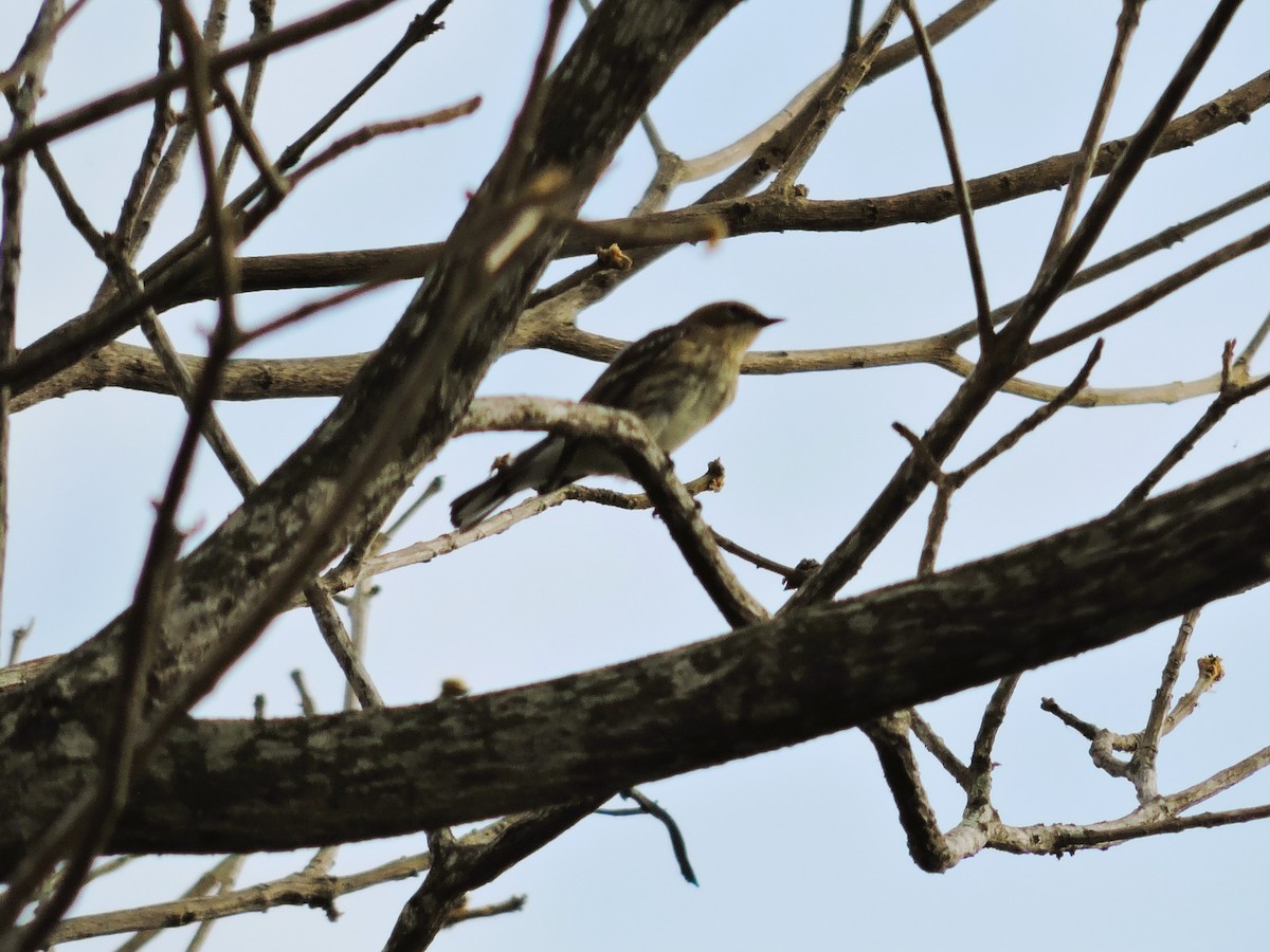 Миртовый певун - ML646929516