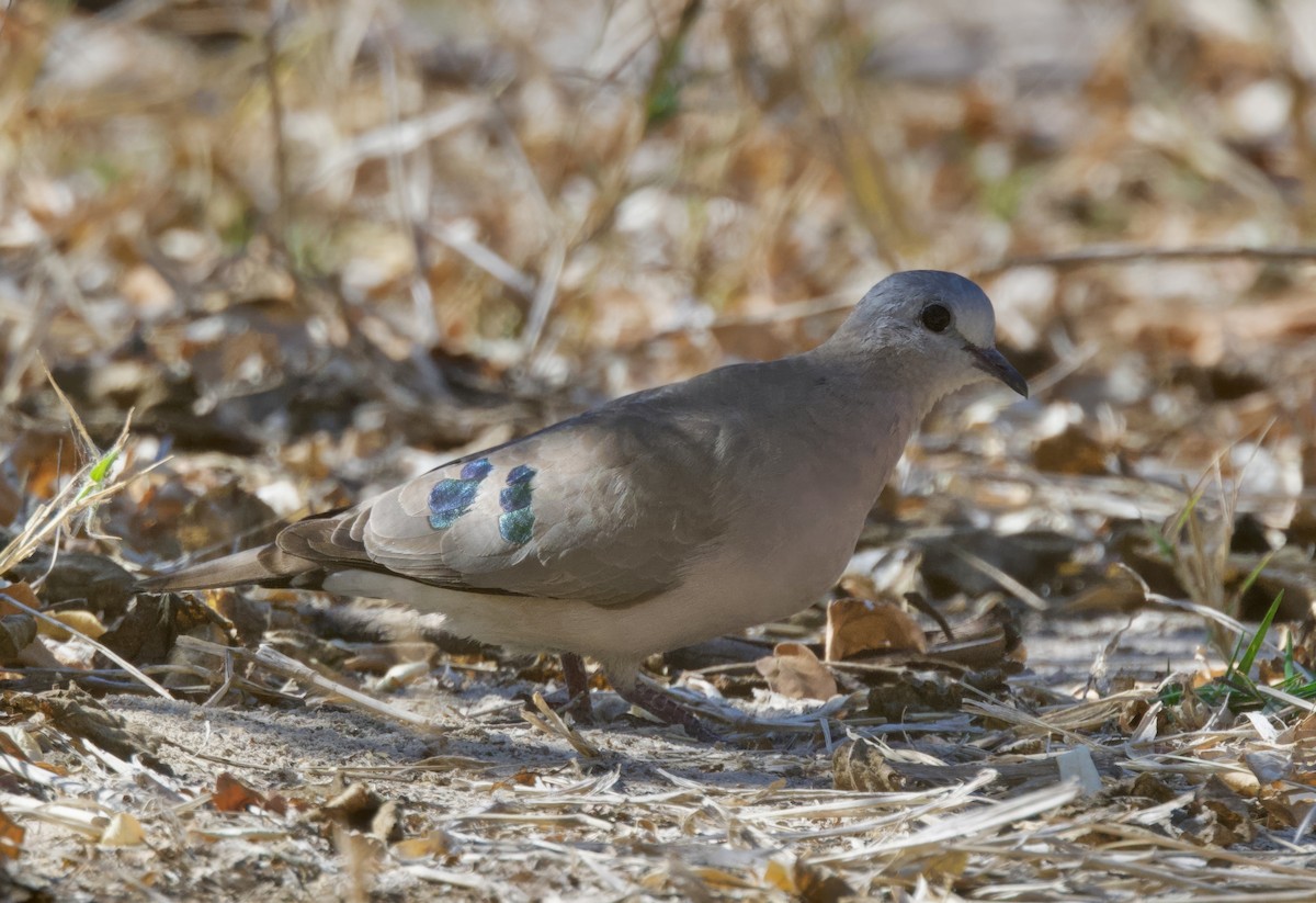 grønnflekkalvedue - ML646929518