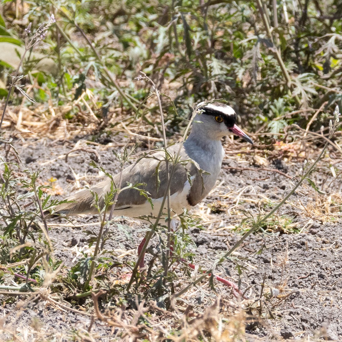 Crowned Lapwing - ML646929519