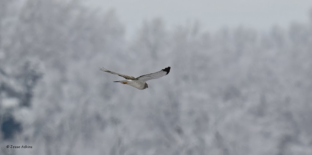 זרון אמריקני - ML646929522
