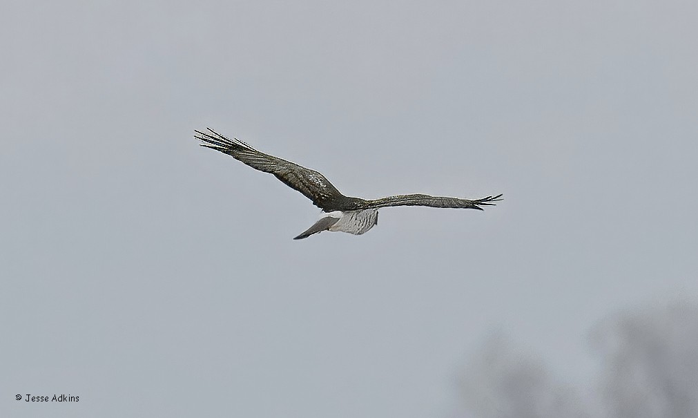 זרון אמריקני - ML646929523