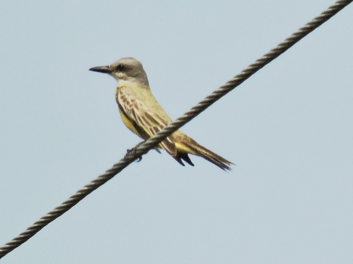 Королевский тиранн - ML646929533