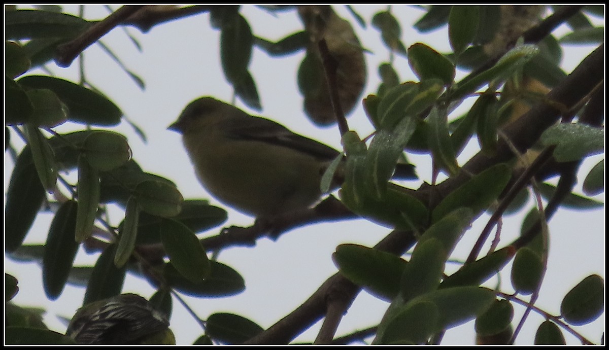 Чиж малий - ML646929541