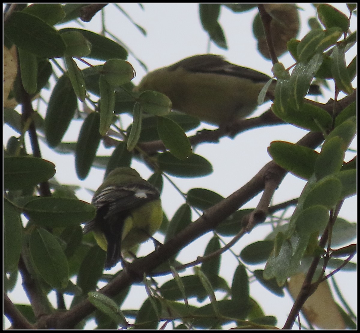 Чиж малий - ML646929542