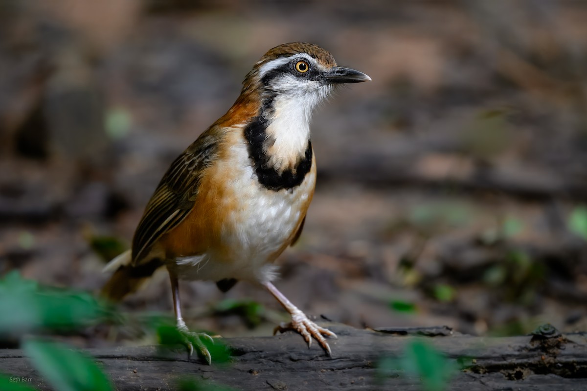 Lesser Necklaced Laughingthrush - ML646929546