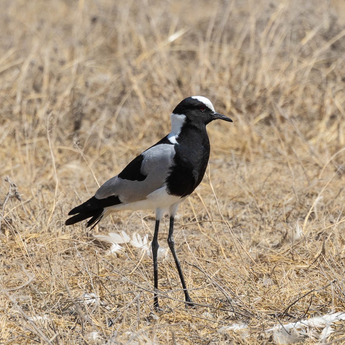 Blacksmith Lapwing - ML646929547