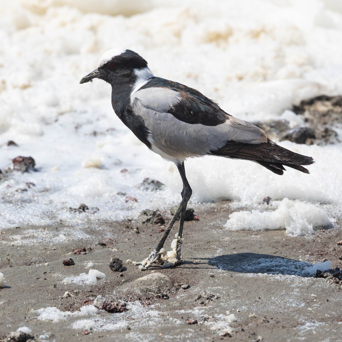Blacksmith Lapwing - ML646929548