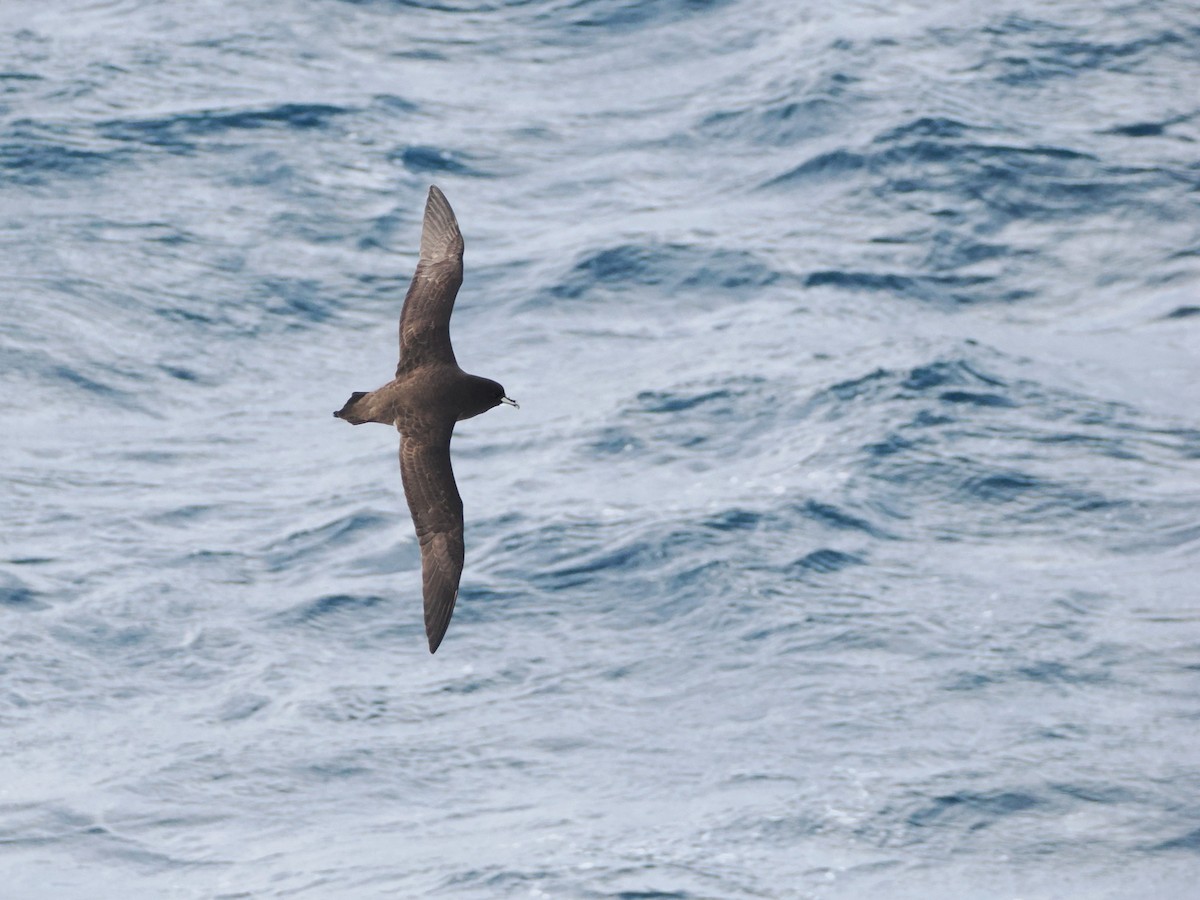 White-chinned Petrel - ML646929551