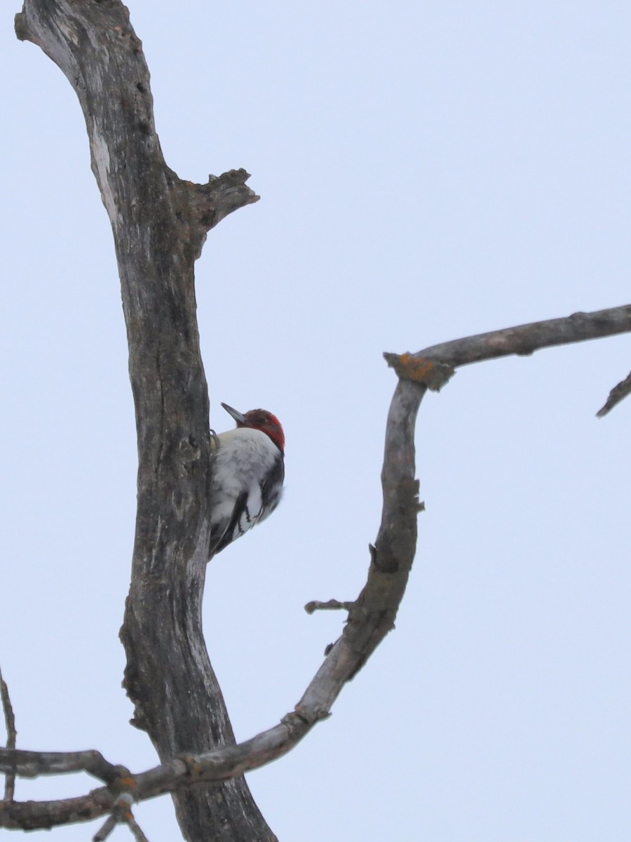 Red-headed Woodpecker - ML646929563