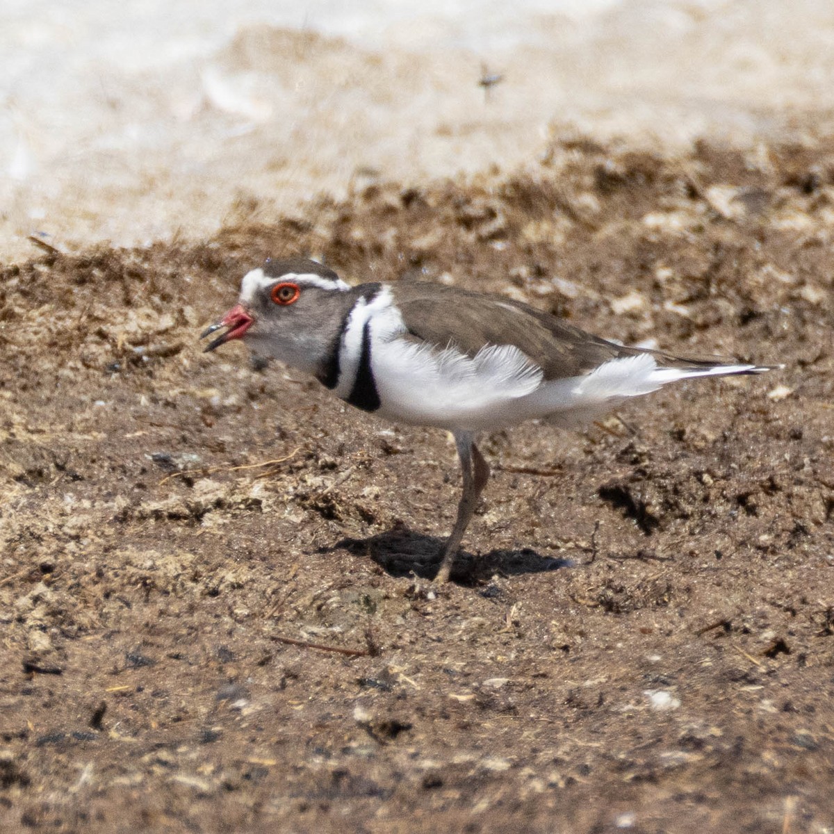 Three-banded Plover - ML646929566