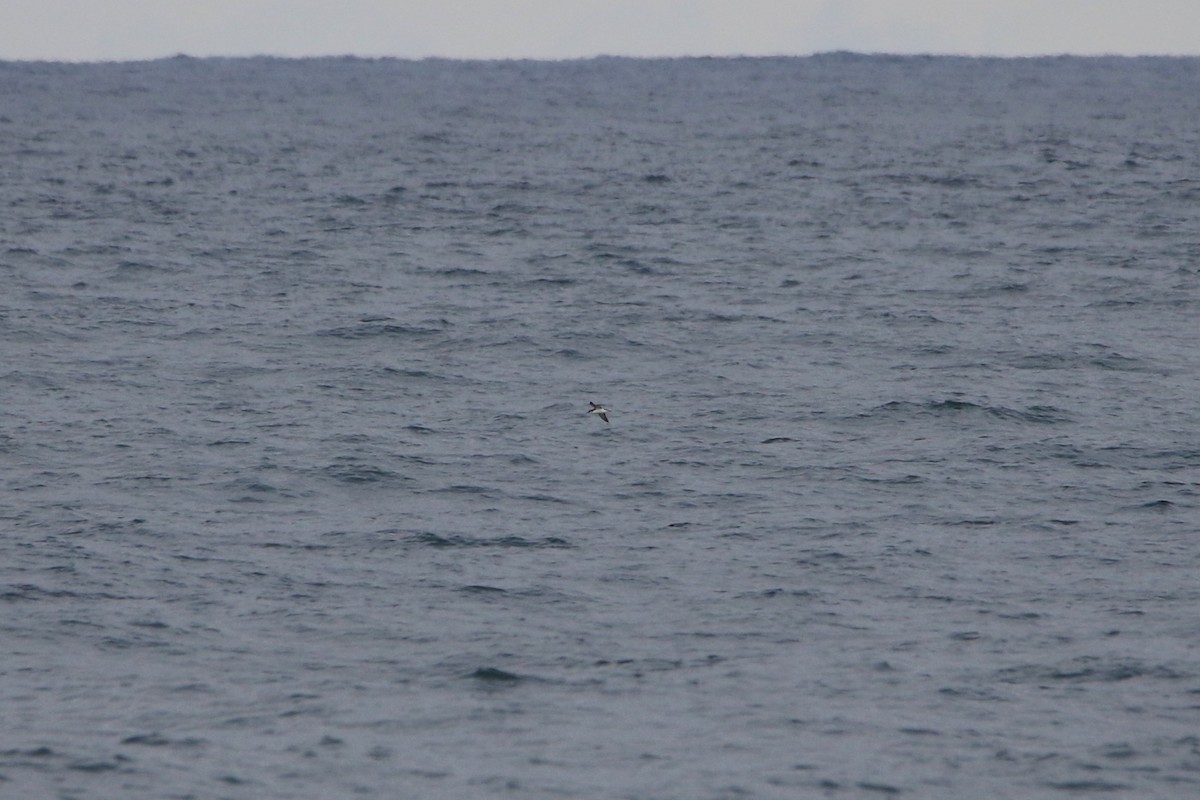 Manx Shearwater - ML646929571