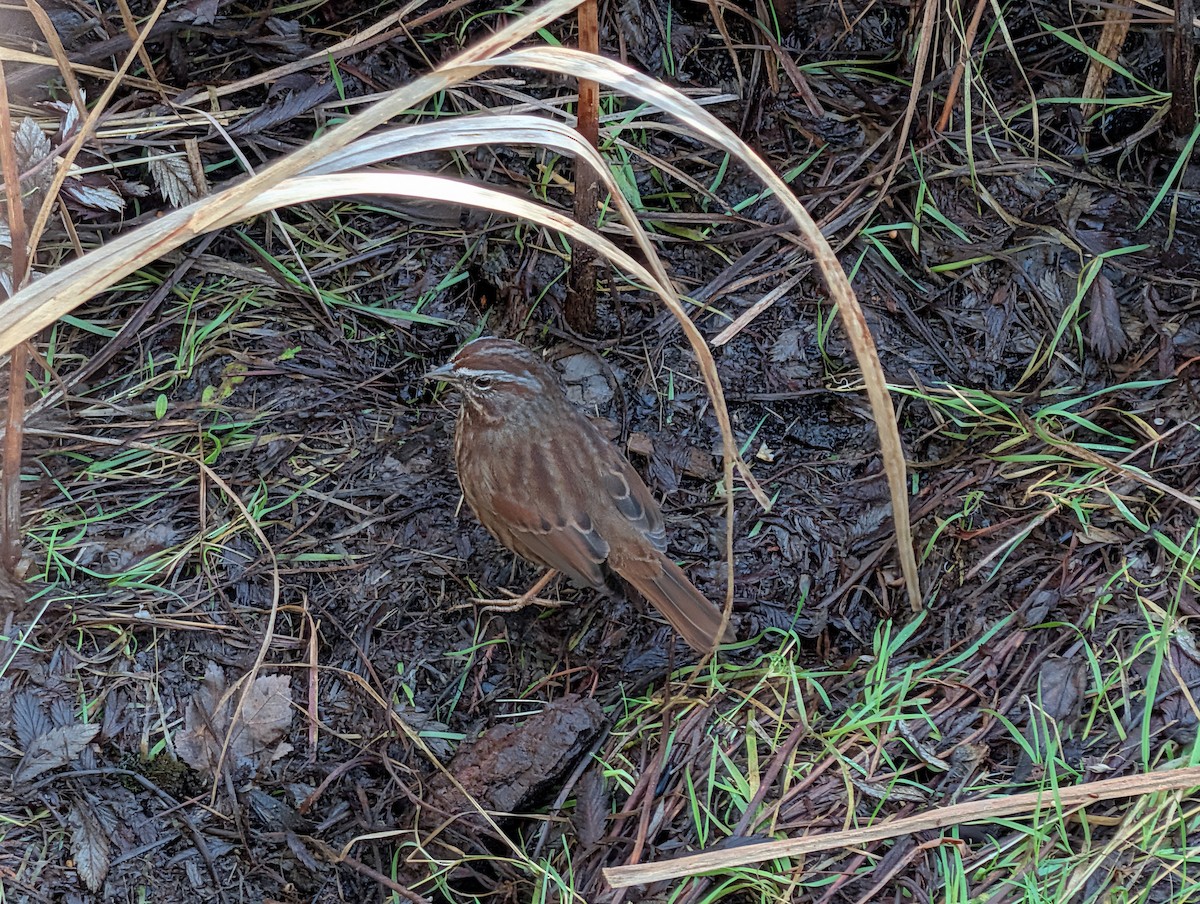Song Sparrow - ML646929573