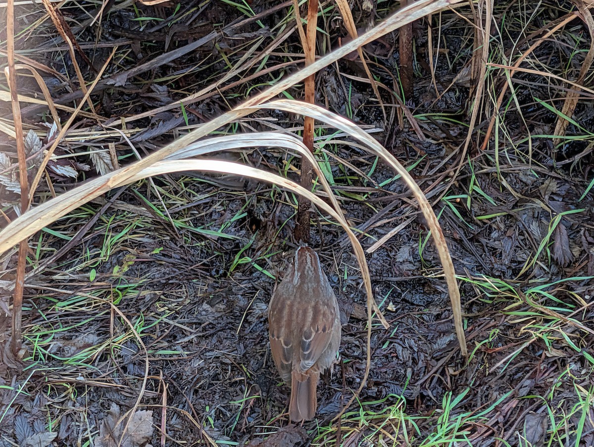 Song Sparrow - ML646929574