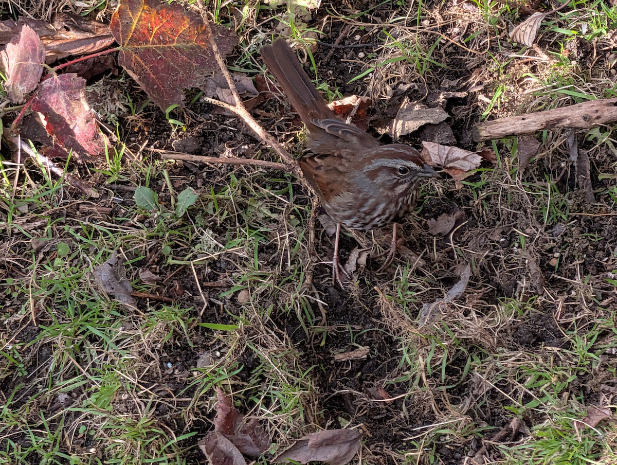 Song Sparrow - ML646929575