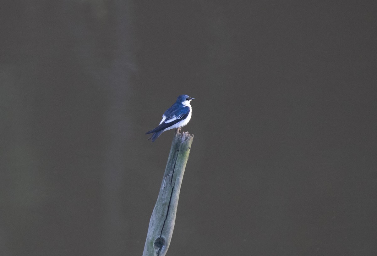 White-winged Swallow - ML646929577