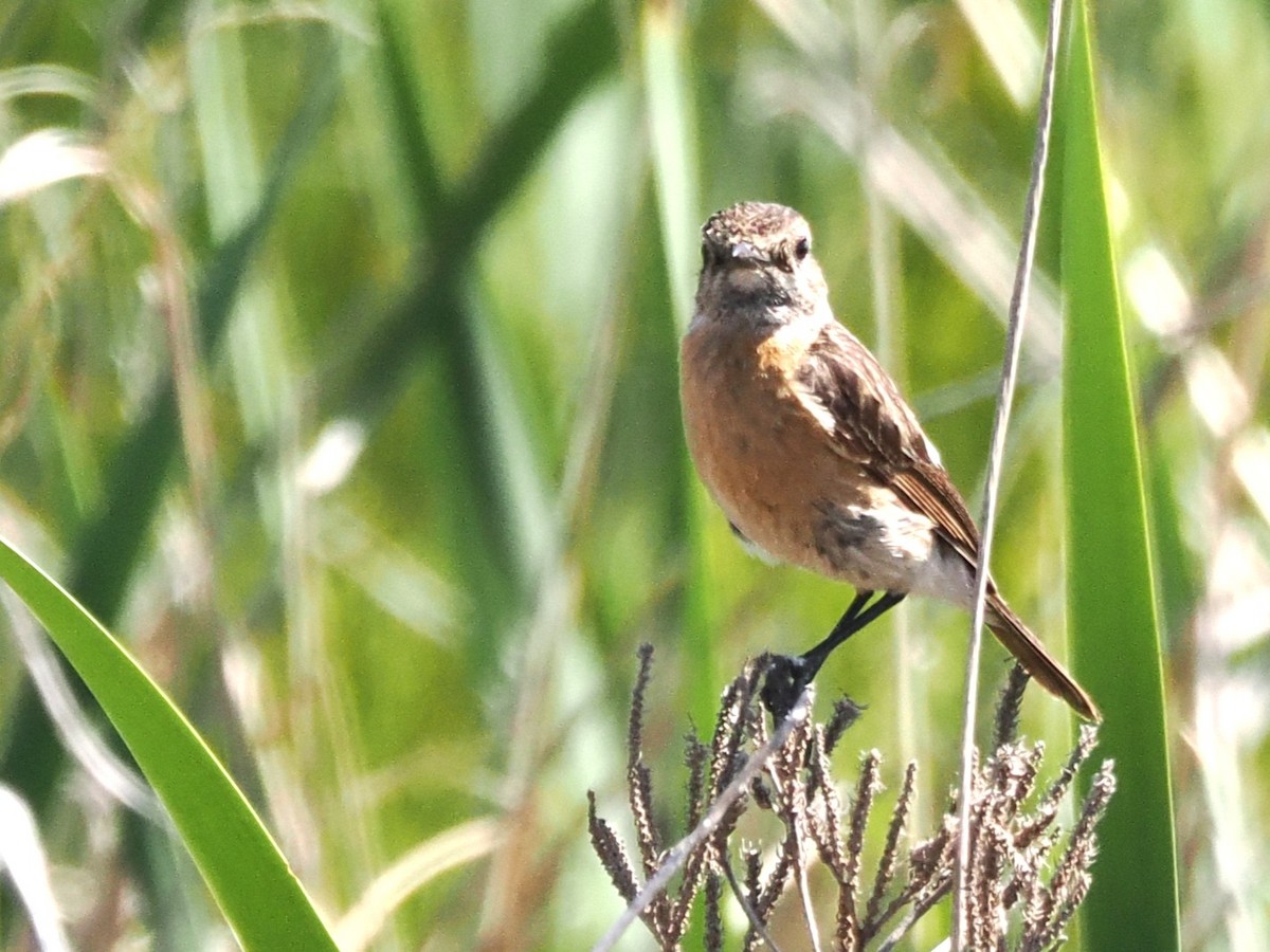 African Stonechat - ML646929578