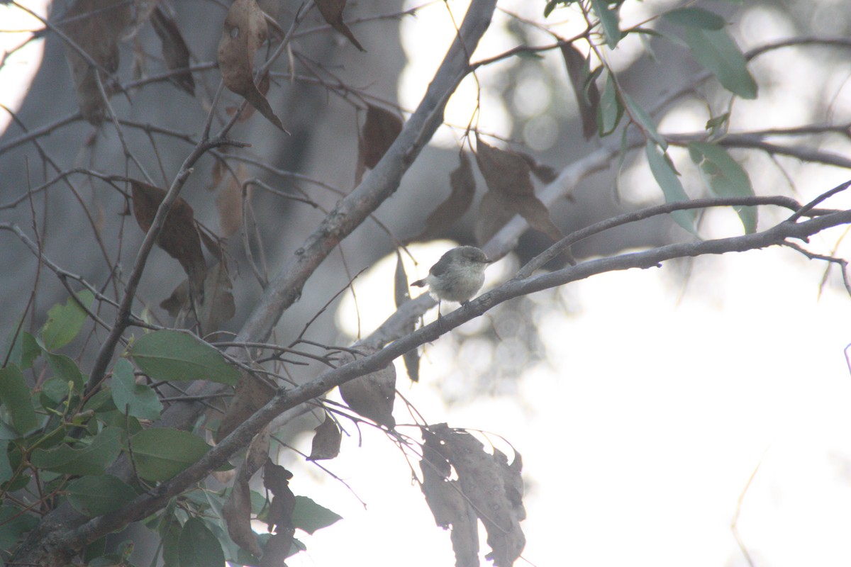 Buff-rumped Thornbill - ML646929579