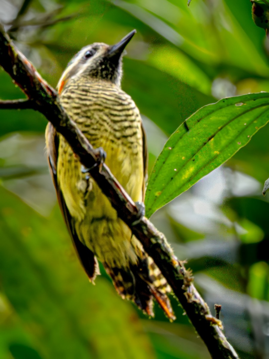 Yellow-vented Woodpecker - ML646929580