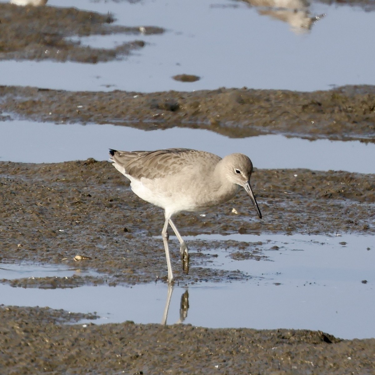 Boz Düdükçün (inornata) - ML646929585