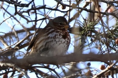 Fox Sparrow - ML646929586