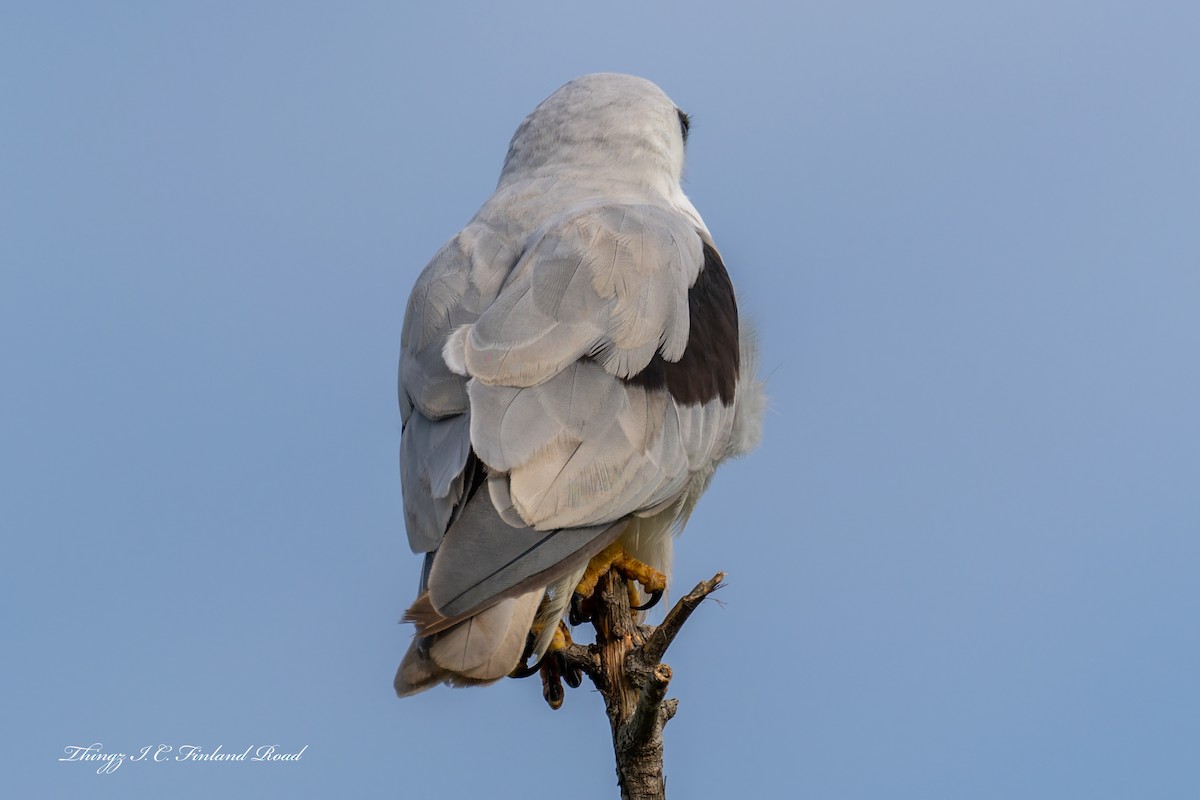 Élanion d'Australie - ML646929603