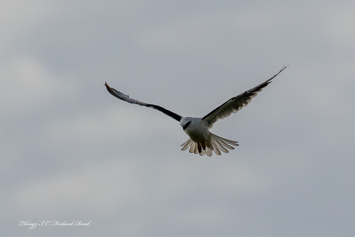 Élanion d'Australie - ML646929604