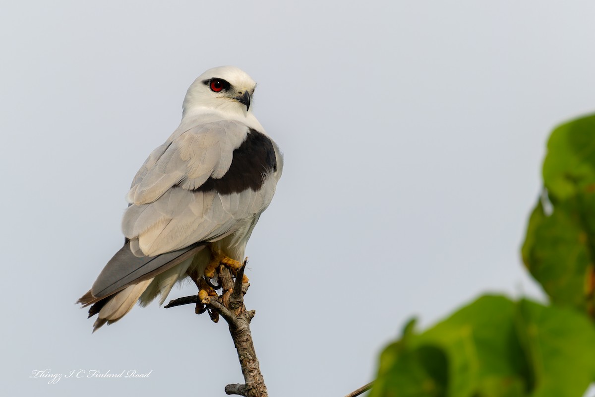 Élanion d'Australie - ML646929605