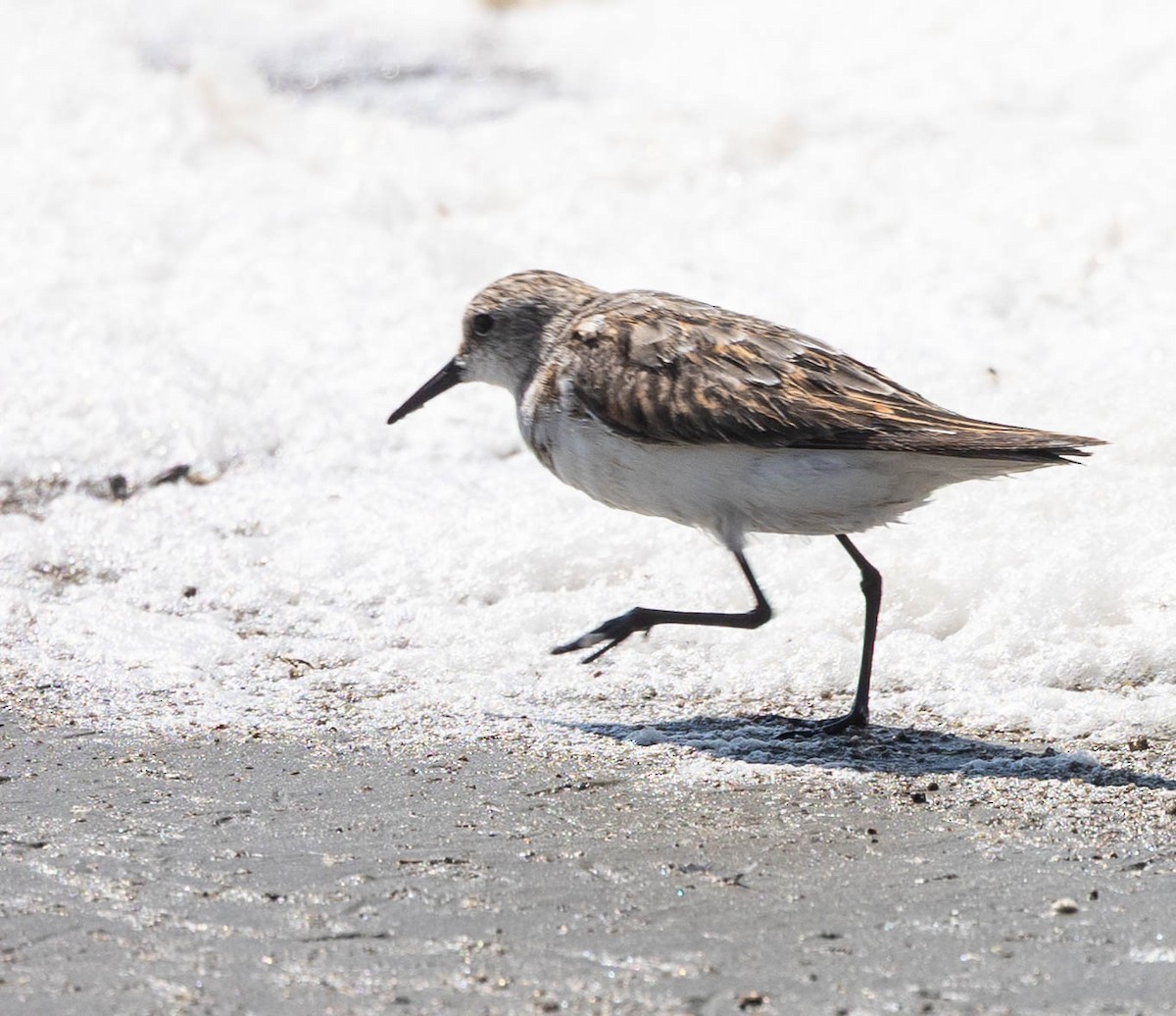 Little Stint - ML646929613