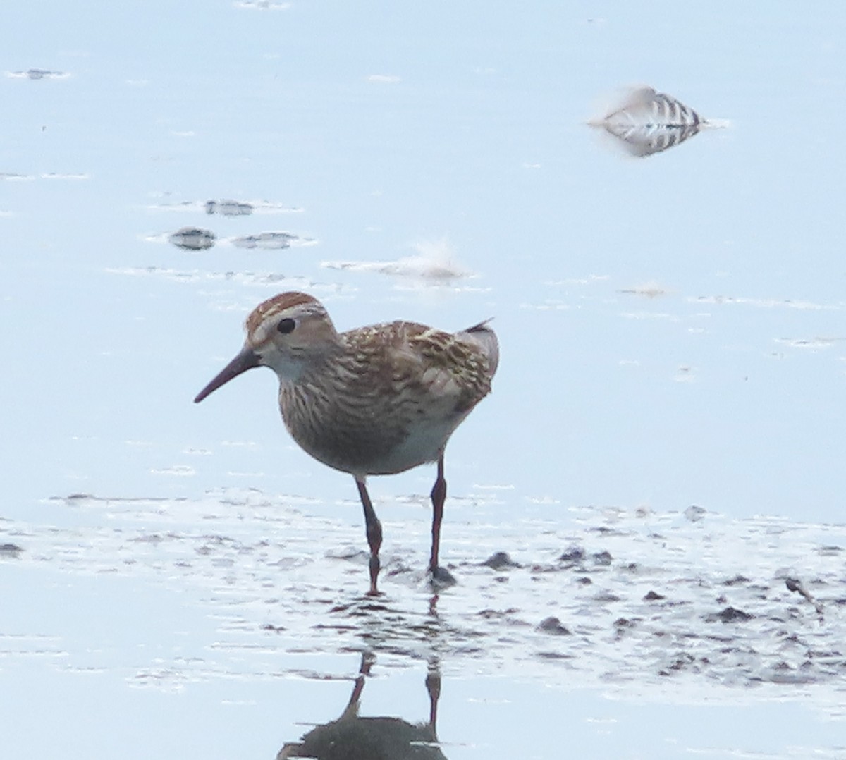 Pectoral Sandpiper - ML646929614