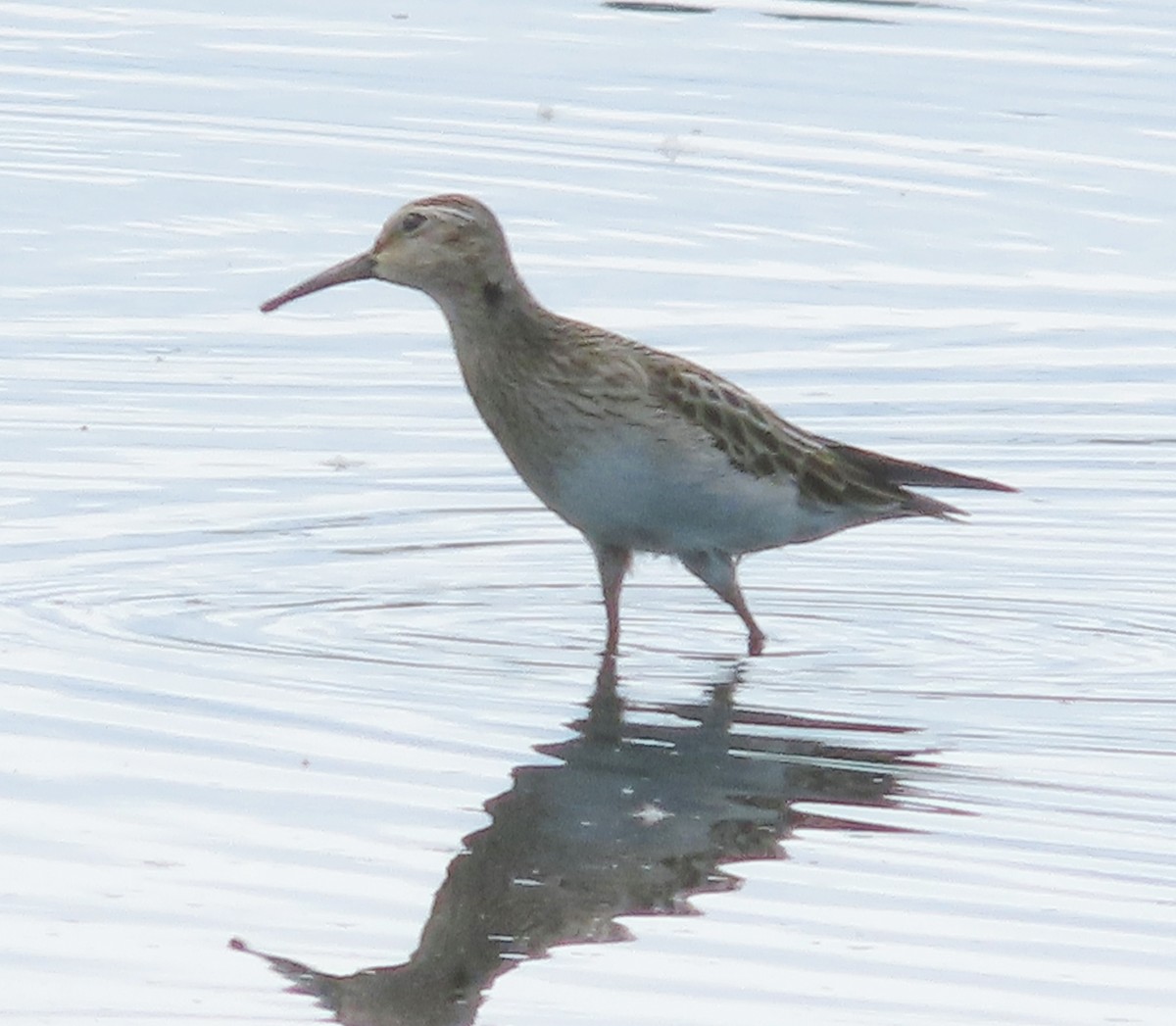Pectoral Sandpiper - ML646929615