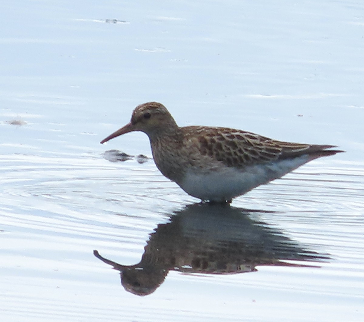 Pectoral Sandpiper - ML646929616