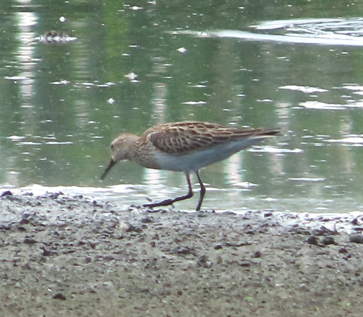 Pectoral Sandpiper - ML646929618