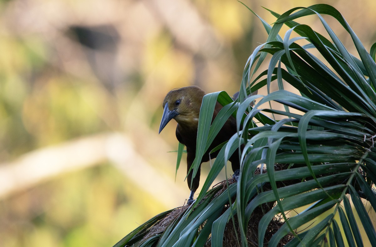 Russet-backed Oropendola - ML646929619