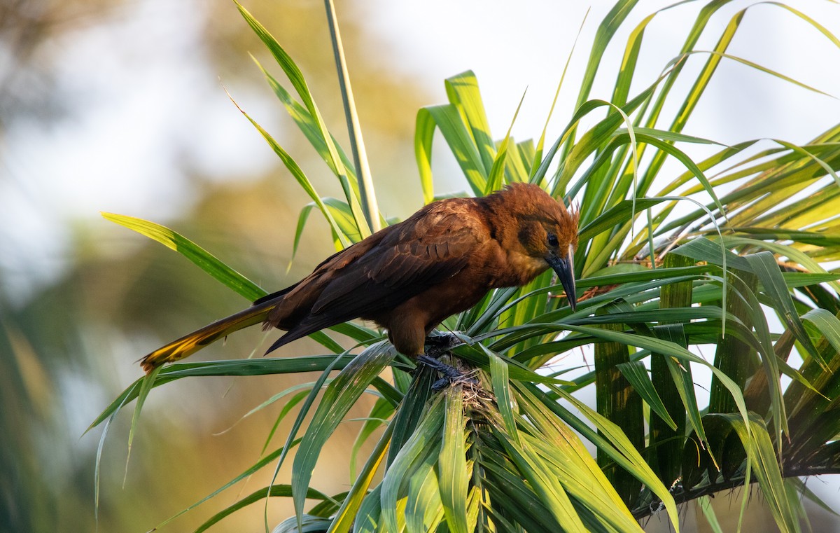 Russet-backed Oropendola - ML646929620