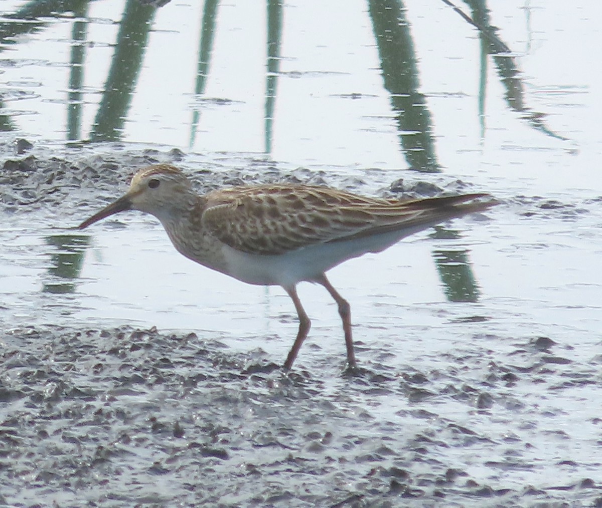 Pectoral Sandpiper - ML646929621