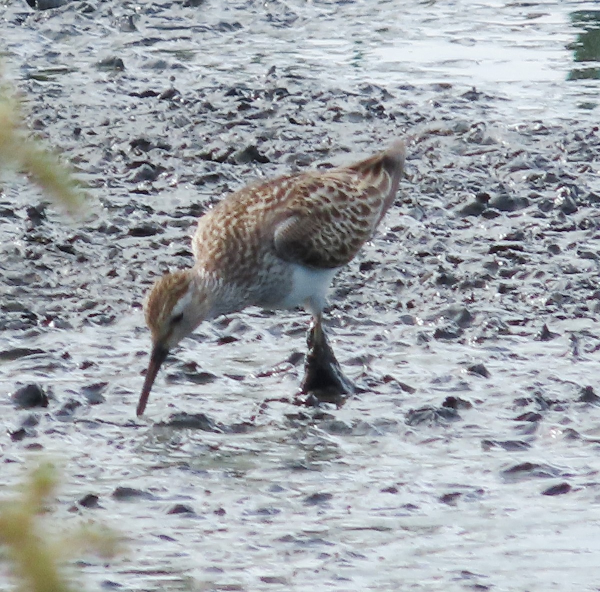Pectoral Sandpiper - ML646929622