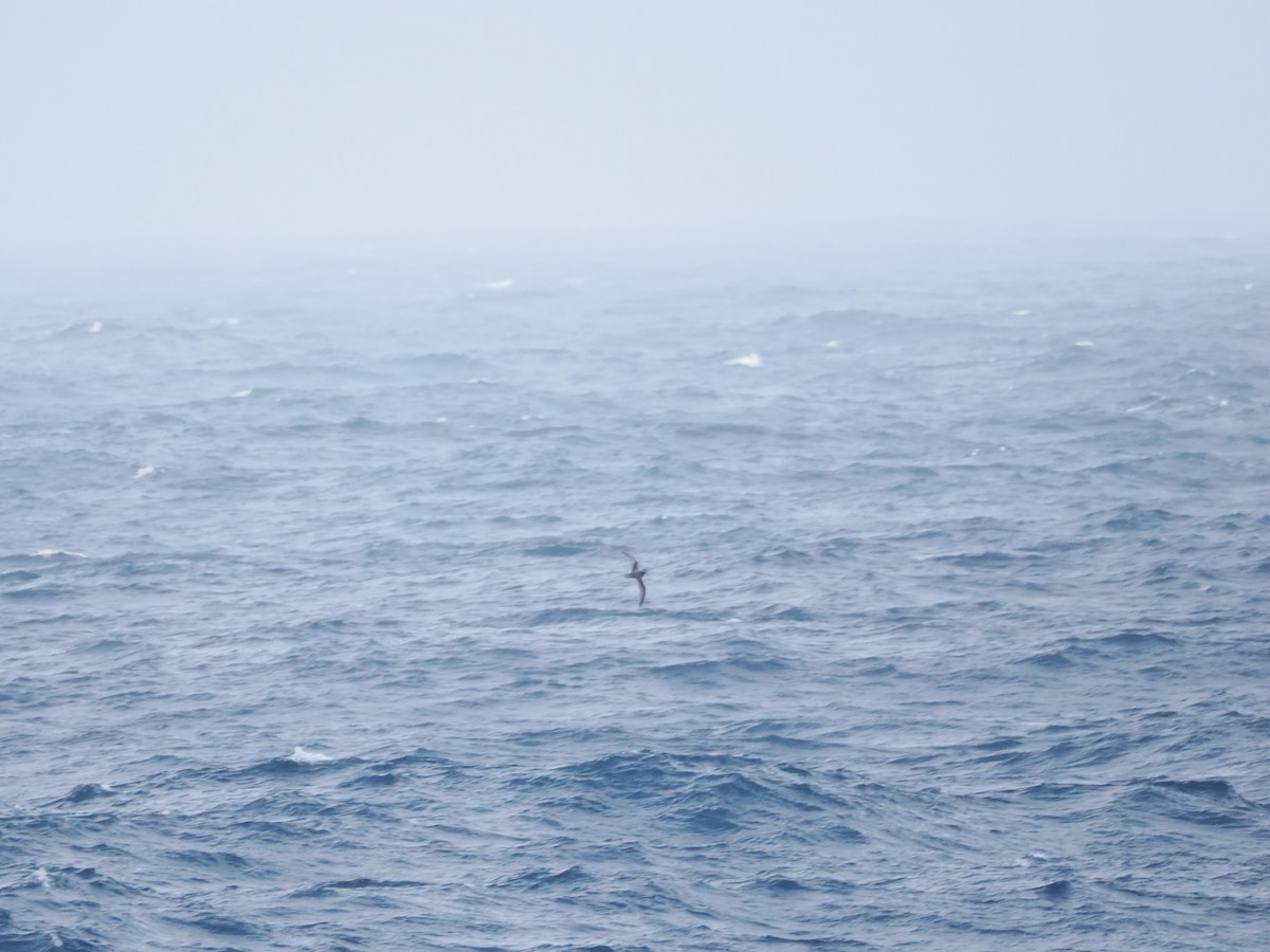 Mottled Petrel - ML646929623