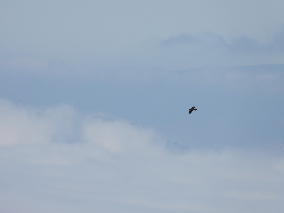 Cuervo Grande - ML646929624